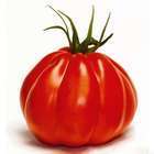 Plant de tomate 'Corazon' F1 bio : pot de 0,5 litre